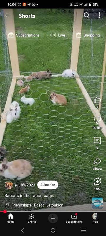 Rabbits 3