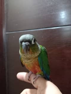 hand tammed High red conure parrot