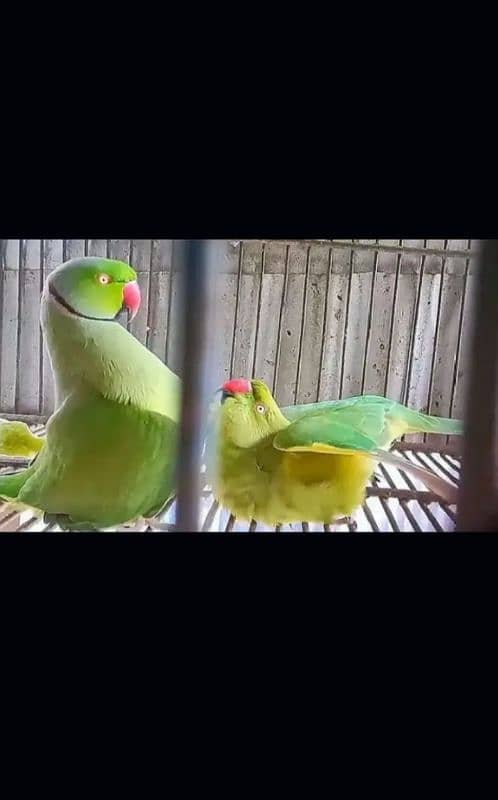 Ringneck parrot bounded pair urgent sell 3.5 years 0