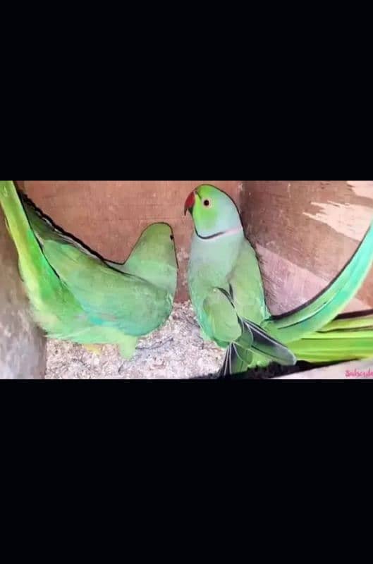 Ringneck parrot bounded pair urgent sell 3.5 years 1