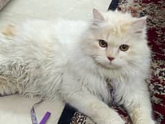 White Golden Persian Cat