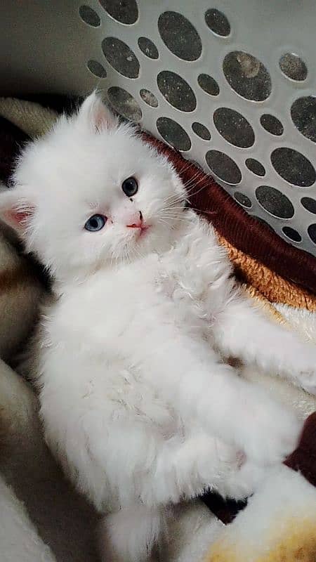 Persian Triple coated white kittens 0