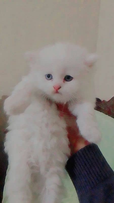 Persian Triple coated white kittens 1