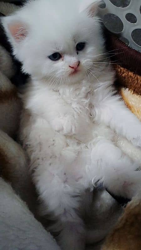 Persian Triple coated white kittens 2