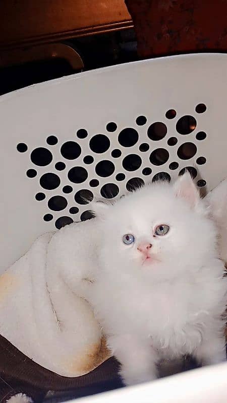 Persian Triple coated white kittens 3