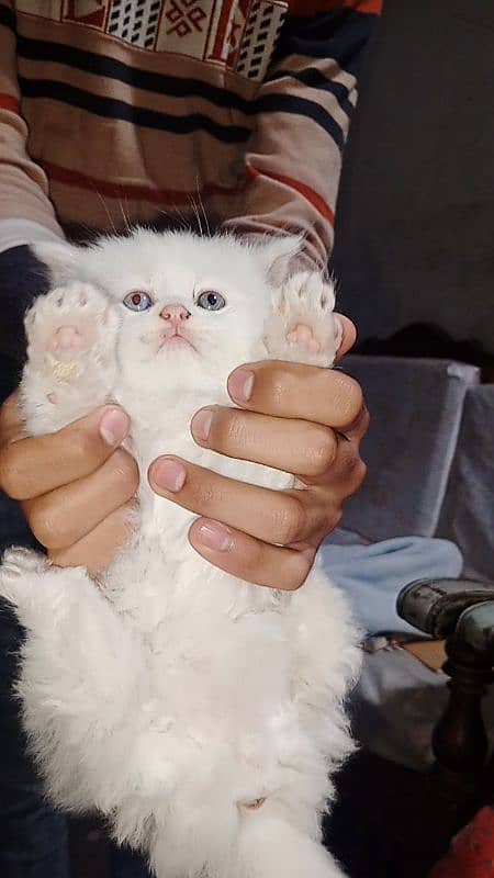 Persian Triple coated white kittens 4