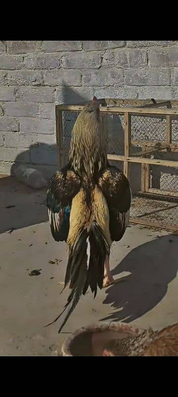 pure mianwali quality aseel bird 1