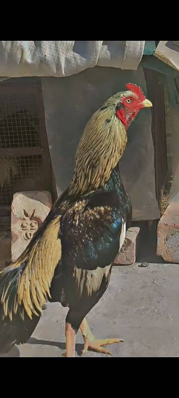 pure mianwali quality aseel bird 2