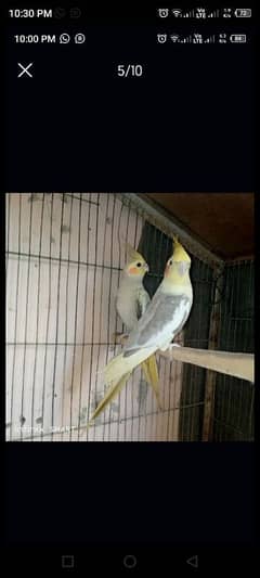 cocktail pair hai breeder