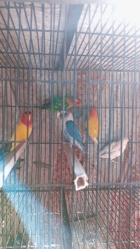 Love Birds For Sale (Breeding Pairs) 0