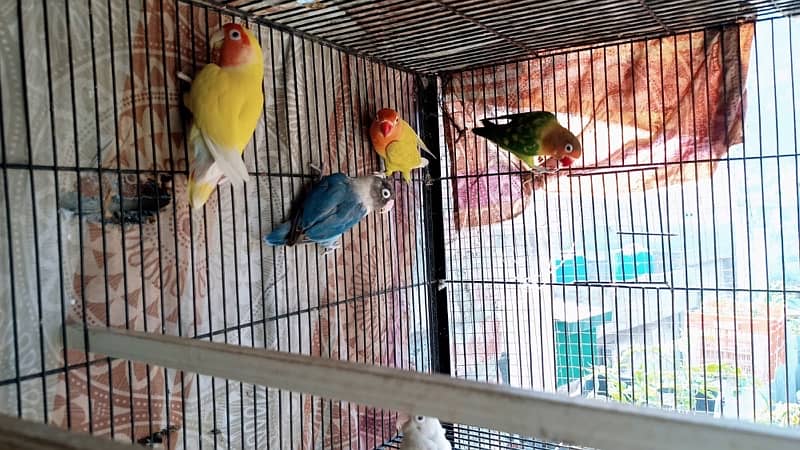 Love Birds For Sale (Breeding Pairs) 1