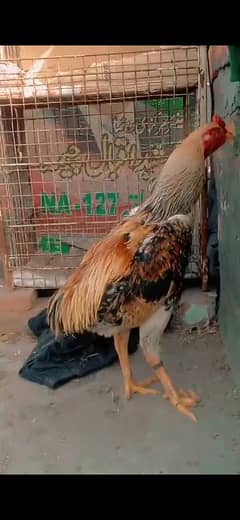 shamo male for sale 03154199471