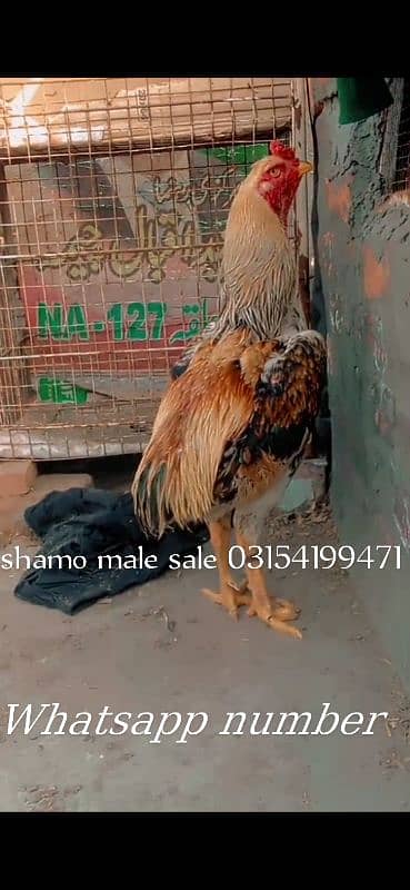 shamo male for sale 03154199471 1