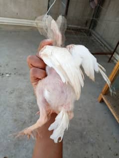 Heera Chick And Java Chicks for Sale