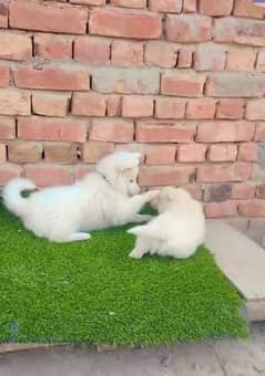 Russian dog for sale 2 month age WhatsApp number 03267720525