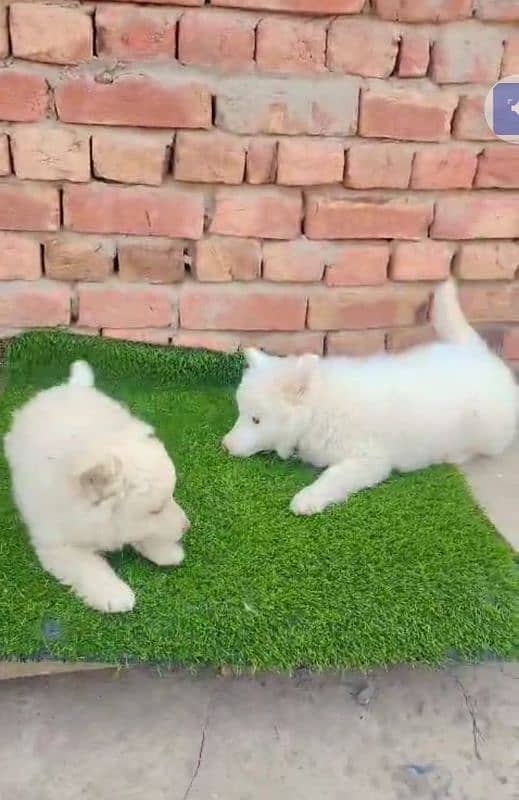 Russian dog for sale 2 month age WhatsApp number 03267720525 1