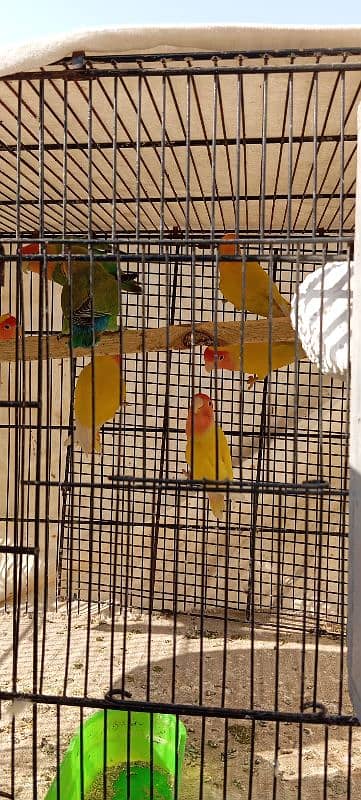 parrot and cage 1