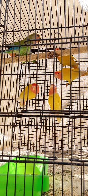 parrot and cage 2