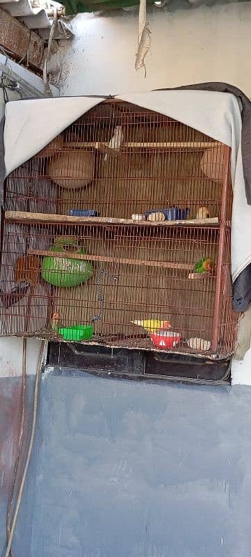 parrot and cage 7