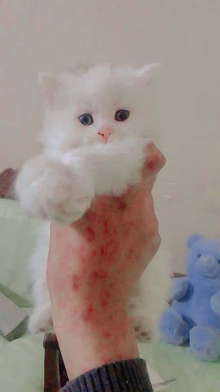 Persian triple coated white kittens 3