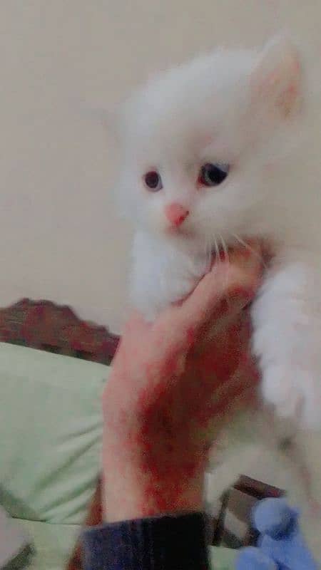 Persian triple coated white kittens 4