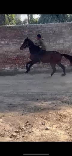 Pure thoroughbred horse for sale