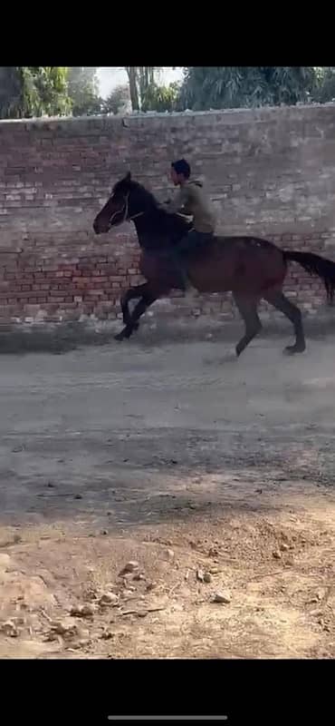 Pure thoroughbred horse for sale 0