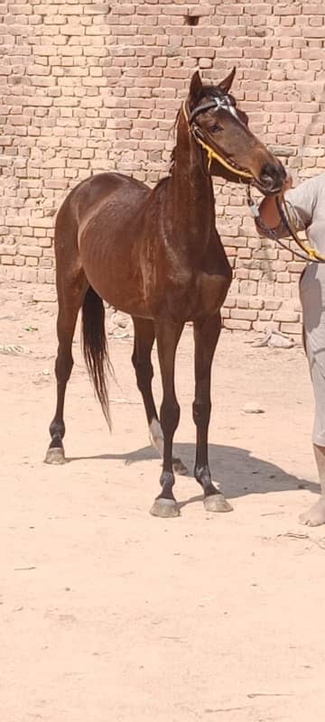 Pure thoroughbred horse for sale 2