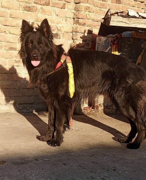 full Black German Shepherd full long coated 0