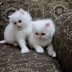 Persian kittens | triple Coated | Punch Face kittens For Sale