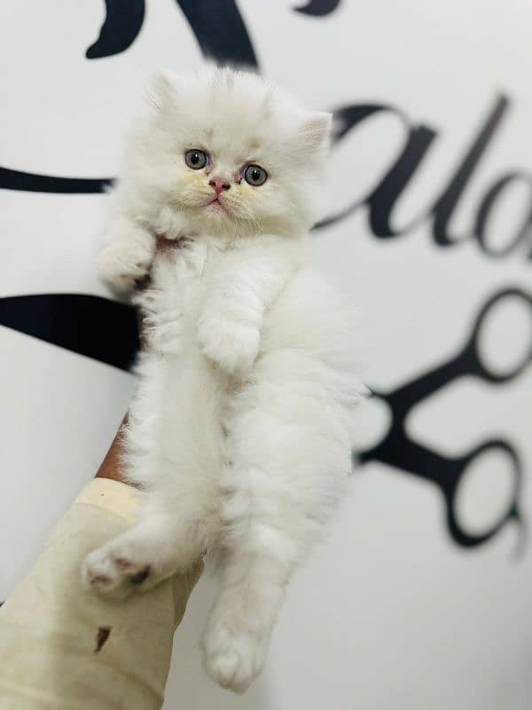 Persian kittens | triple Coated | Punch Face kittens For Sale 6