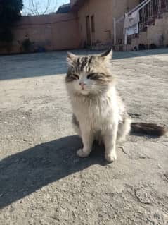 persian cat