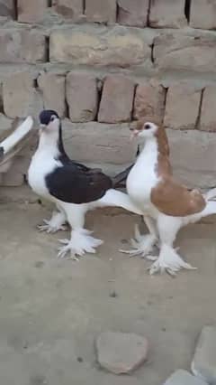 sherazi pigeons 3185461922