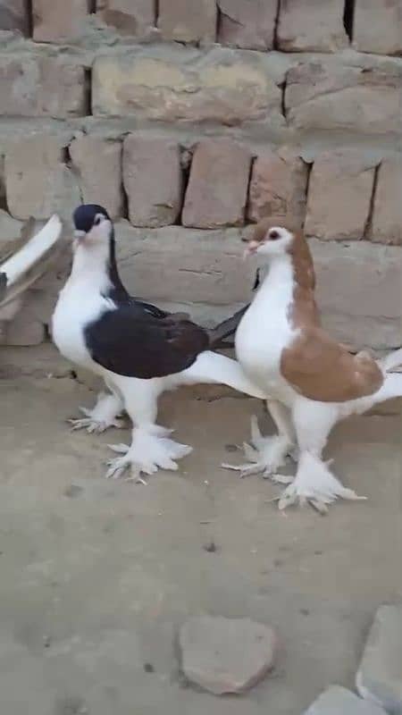 sherazi pigeons 3185461922 0