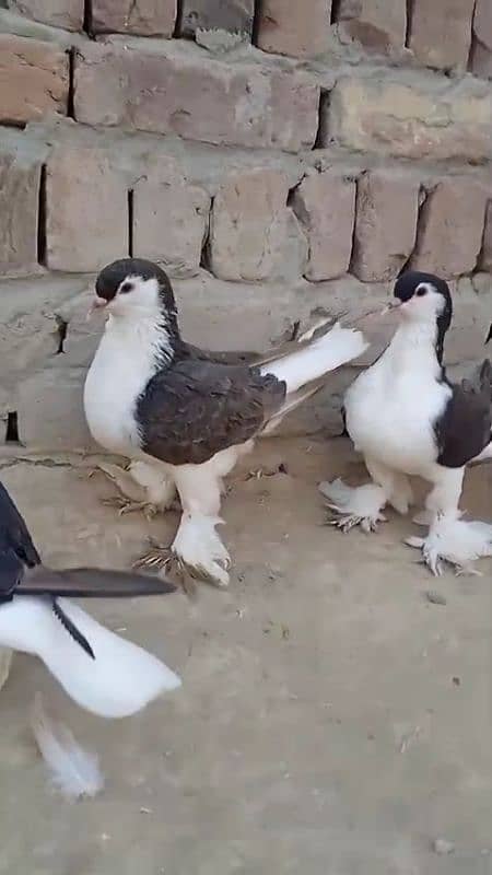 sherazi pigeons 3185461922 1