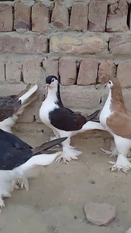 sherazi pigeons 3185461922 2