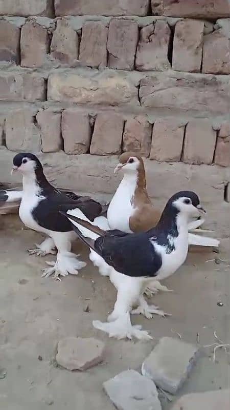 sherazi pigeons 3185461922 3