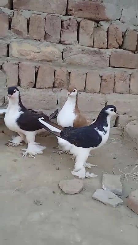 sherazi pigeons 3185461922 4