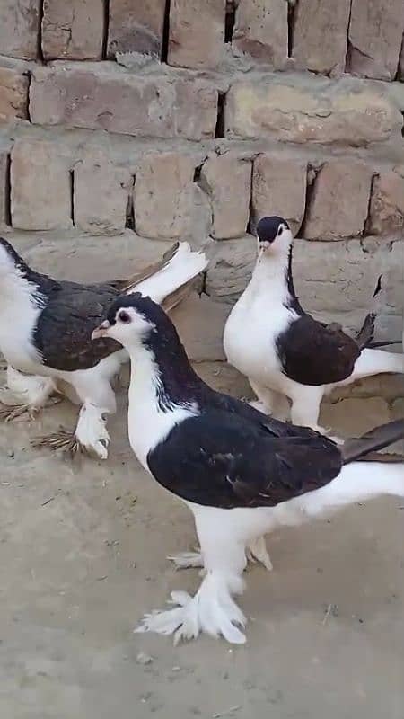 sherazi pigeons 3185461922 5