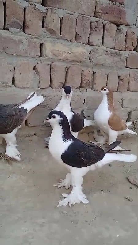 sherazi pigeons 3185461922 6