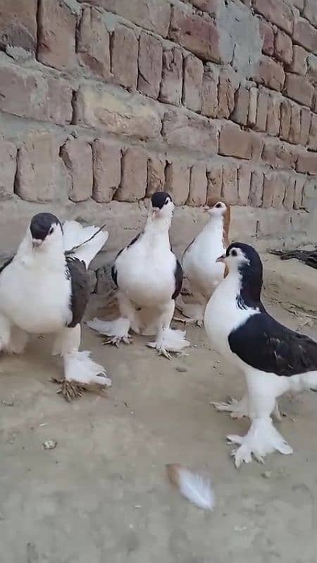 sherazi pigeons 3185461922 7