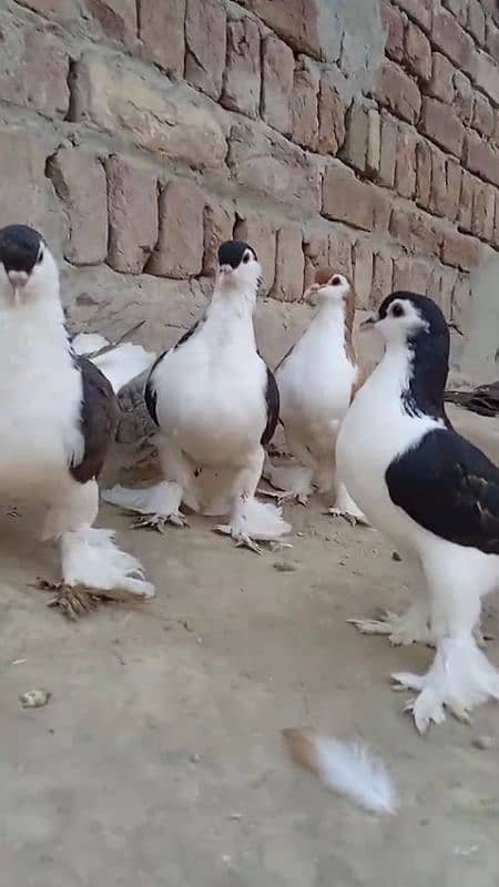 sherazi pigeons 3185461922 8