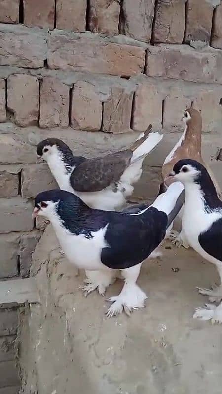 sherazi pigeons 3185461922 9