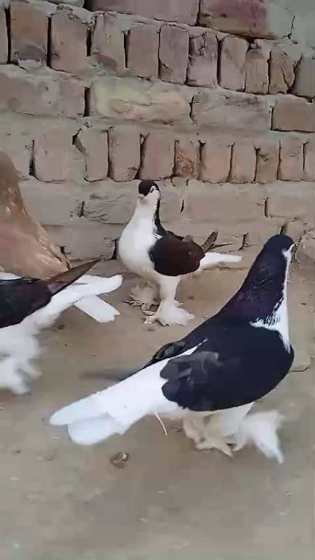 sherazi pigeons 3185461922 10