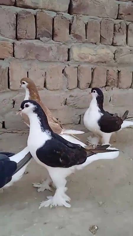 sherazi pigeons 3185461922 11