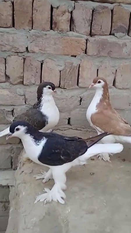 sherazi pigeons 3185461922 12