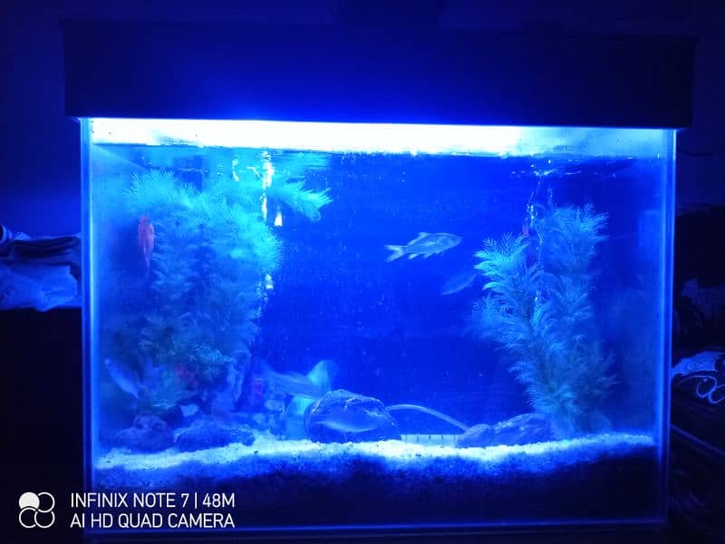 Aquarium for Sale 1