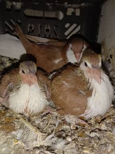 Pigeon Sherazi chicks pair