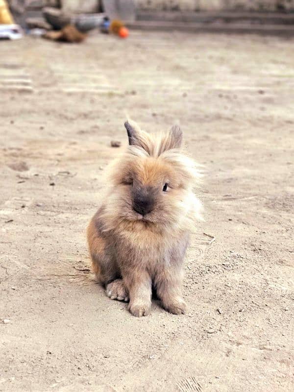 lion head angora male breeder 1