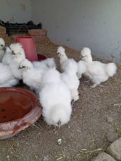 White Silkies Blue Ears